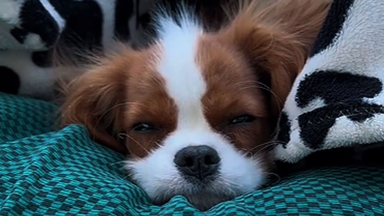 WOMAN DIDN'T WANT THIS BLIND CAVALIER PUPPY — What This Dog Did Next Left Her in TEARS