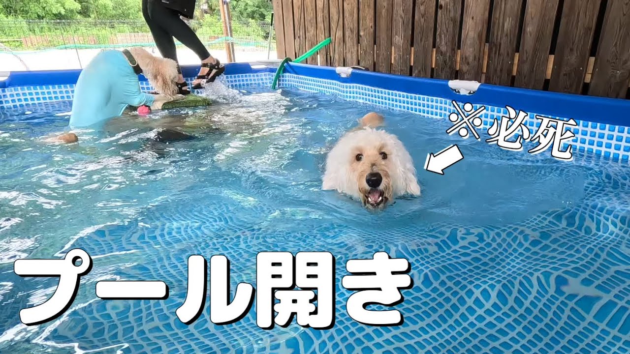 貸切ランで走って泳ぐ大型犬！夏はプールに限る＜犬アフレコ＞