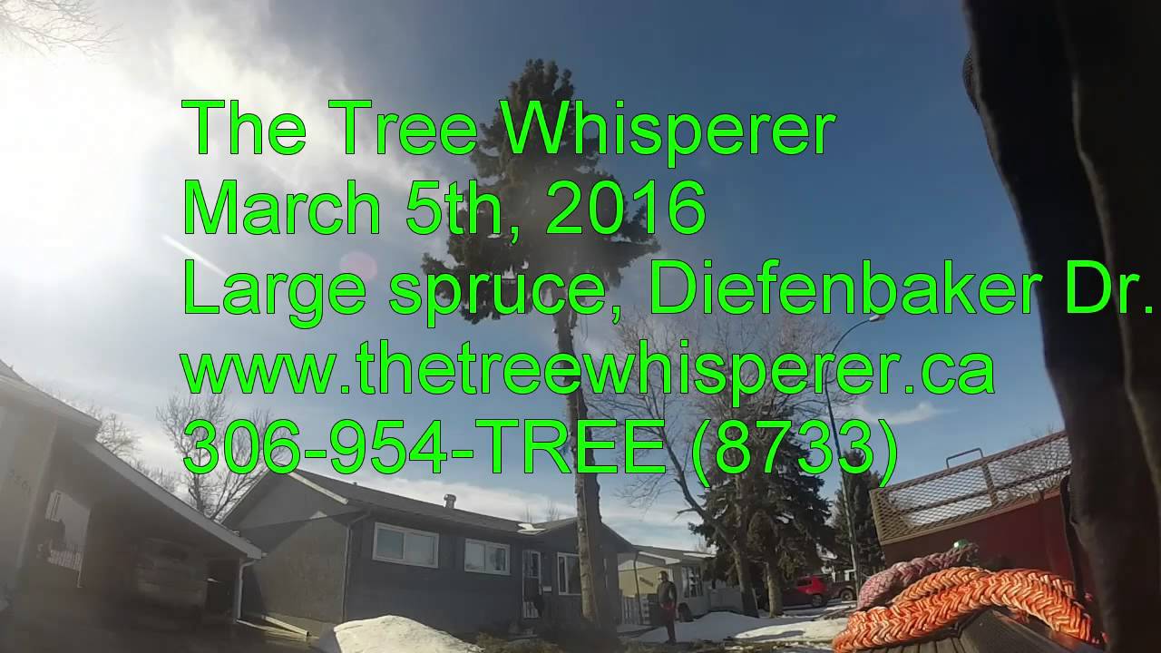 The Tree Whisperer   Diefenbaker Spruce