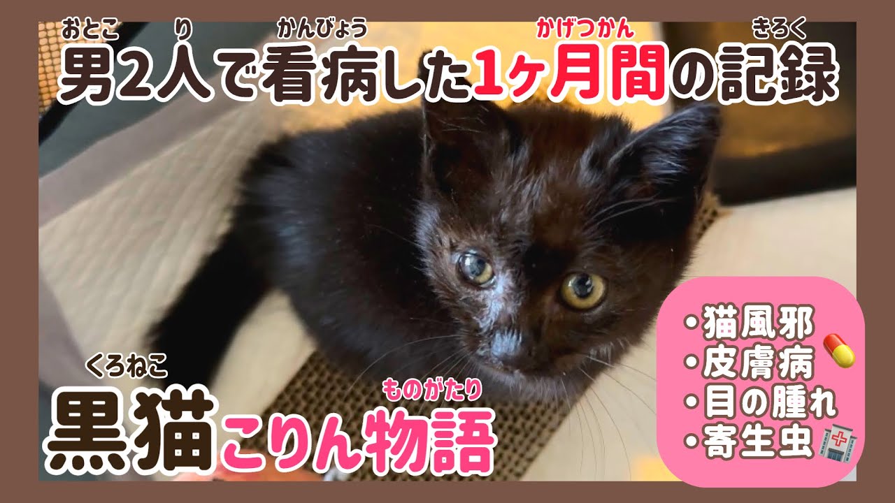 【1ヶ月間の成長記録】黒猫の赤ちゃんを男2人で保護と看病をして家族に迎え入れた物語。