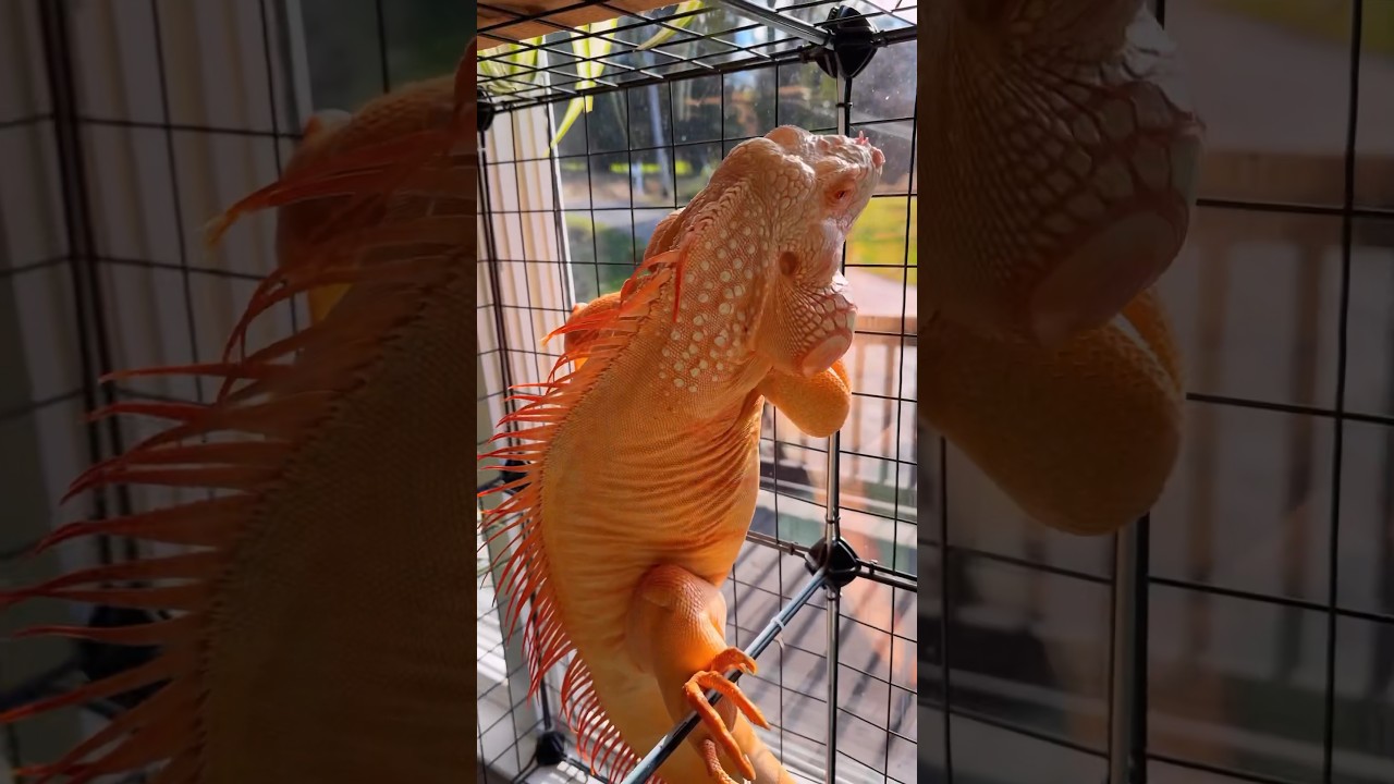 Hi Tam 🤗 #reptile #iguana #lizard #orange #petsofig #pet #reptilesofinstagram #animalfriends