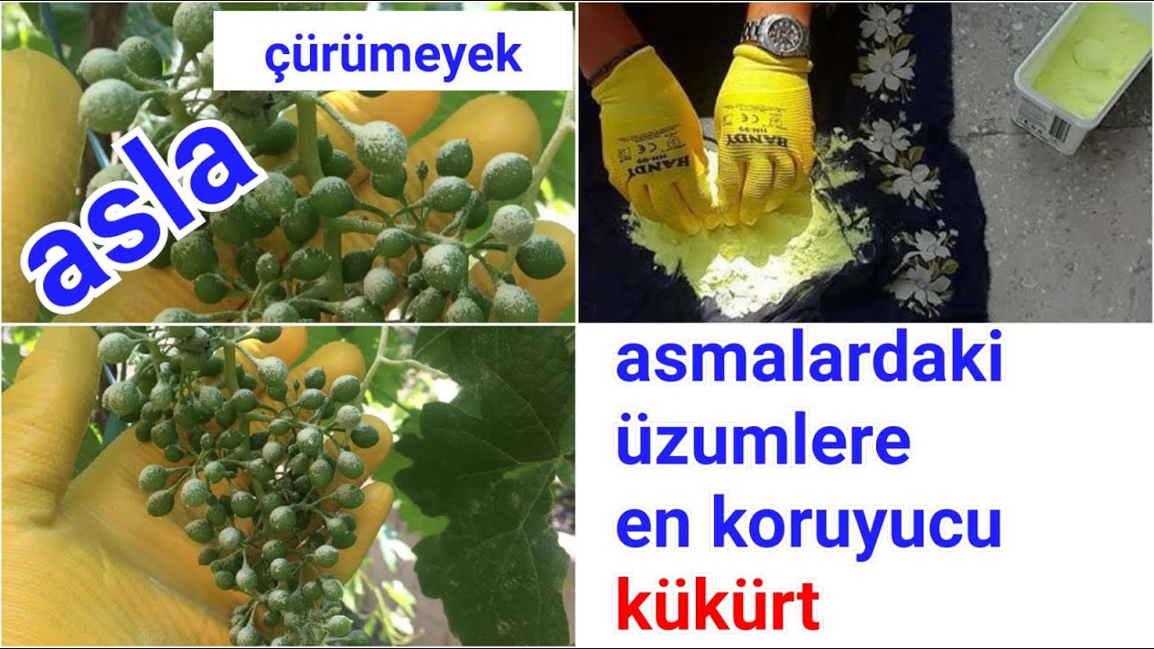 Üzüm Asmasına Kükürt Atma
