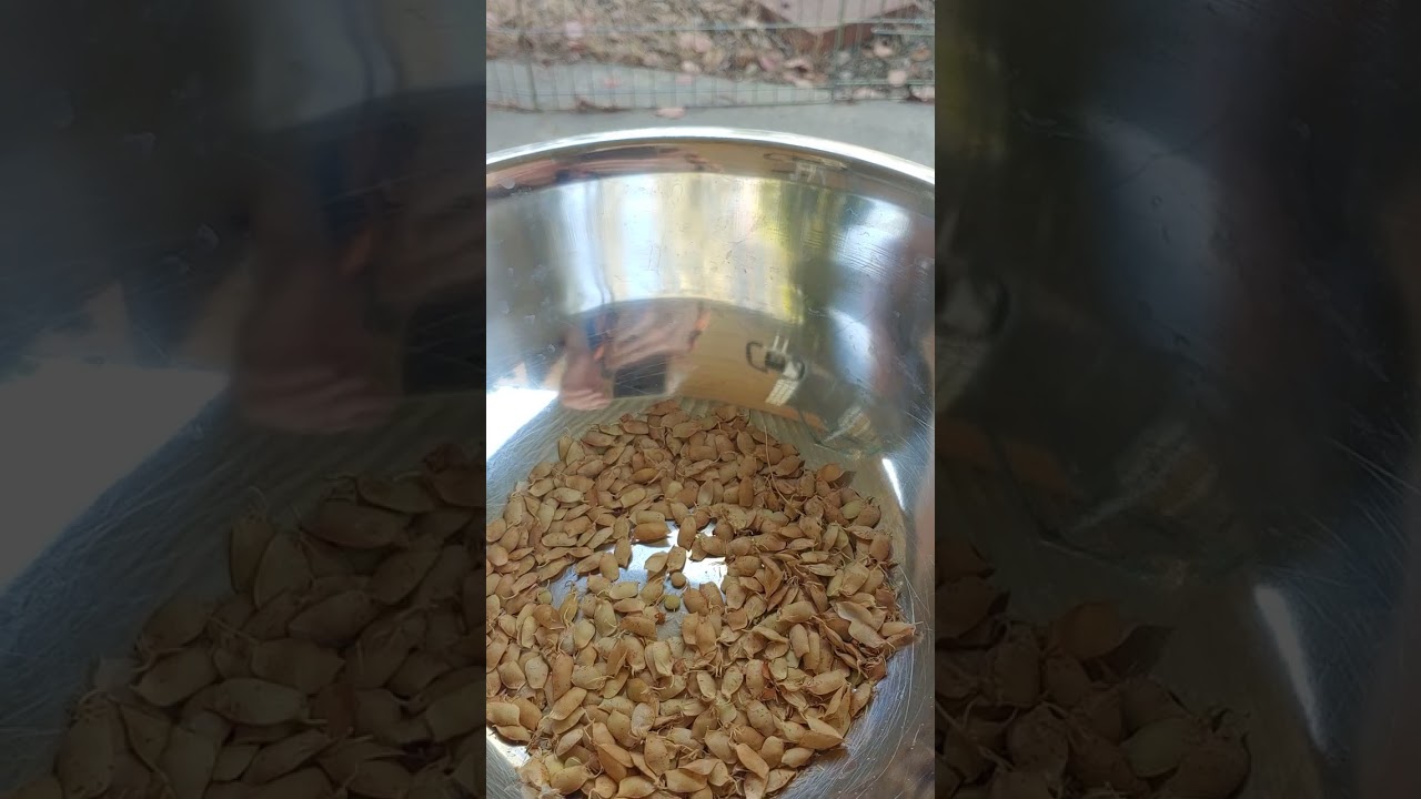 Lentil Harvest!
