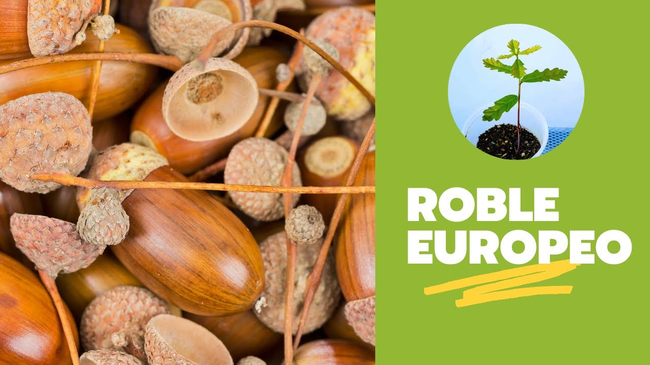 ¿Cómo germinar roble europeo?
