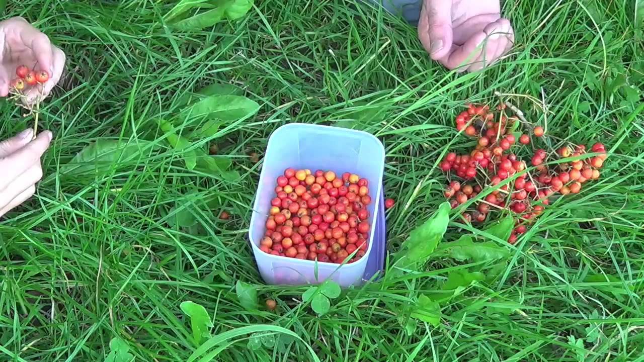 Andis Küche - Vogelbeeren