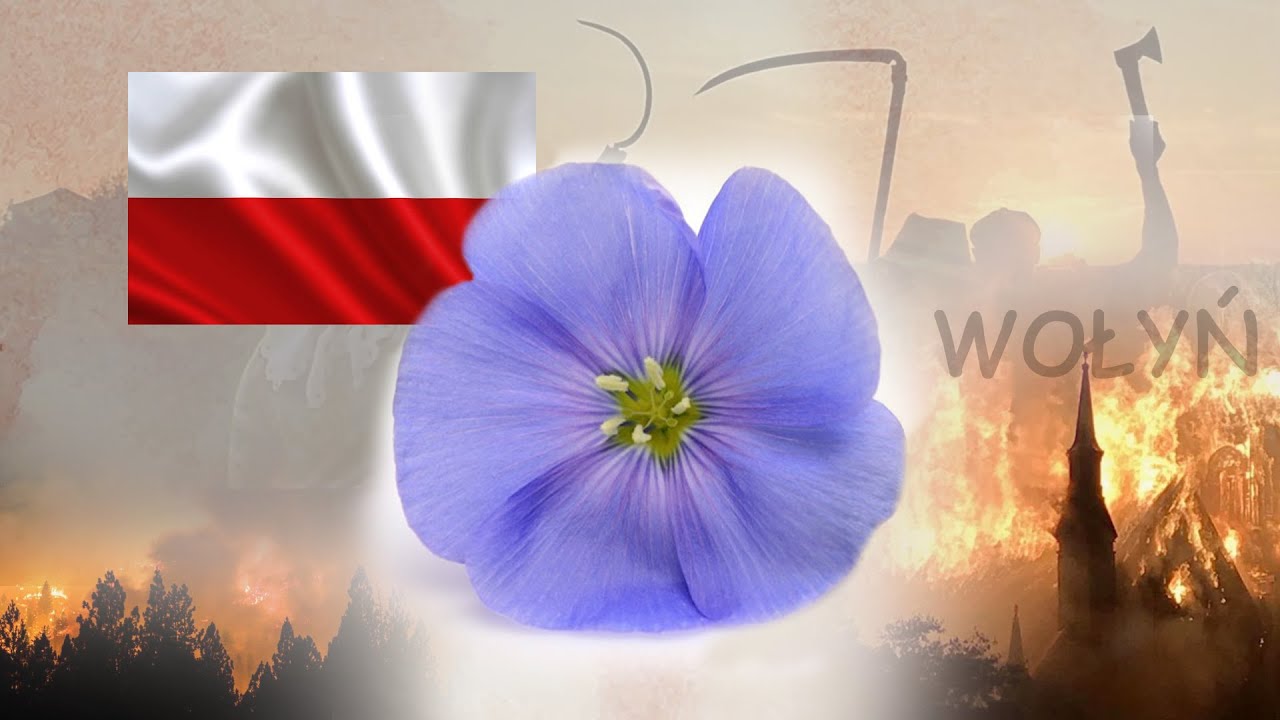 WOŁYŃ  KWIAT LNU - GRZEGORZ PODWÓJNY   (sł. Agata Lalik)