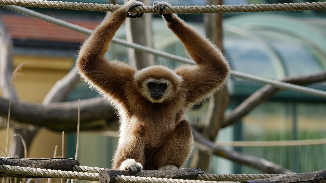 10 Wild Animals in Laos