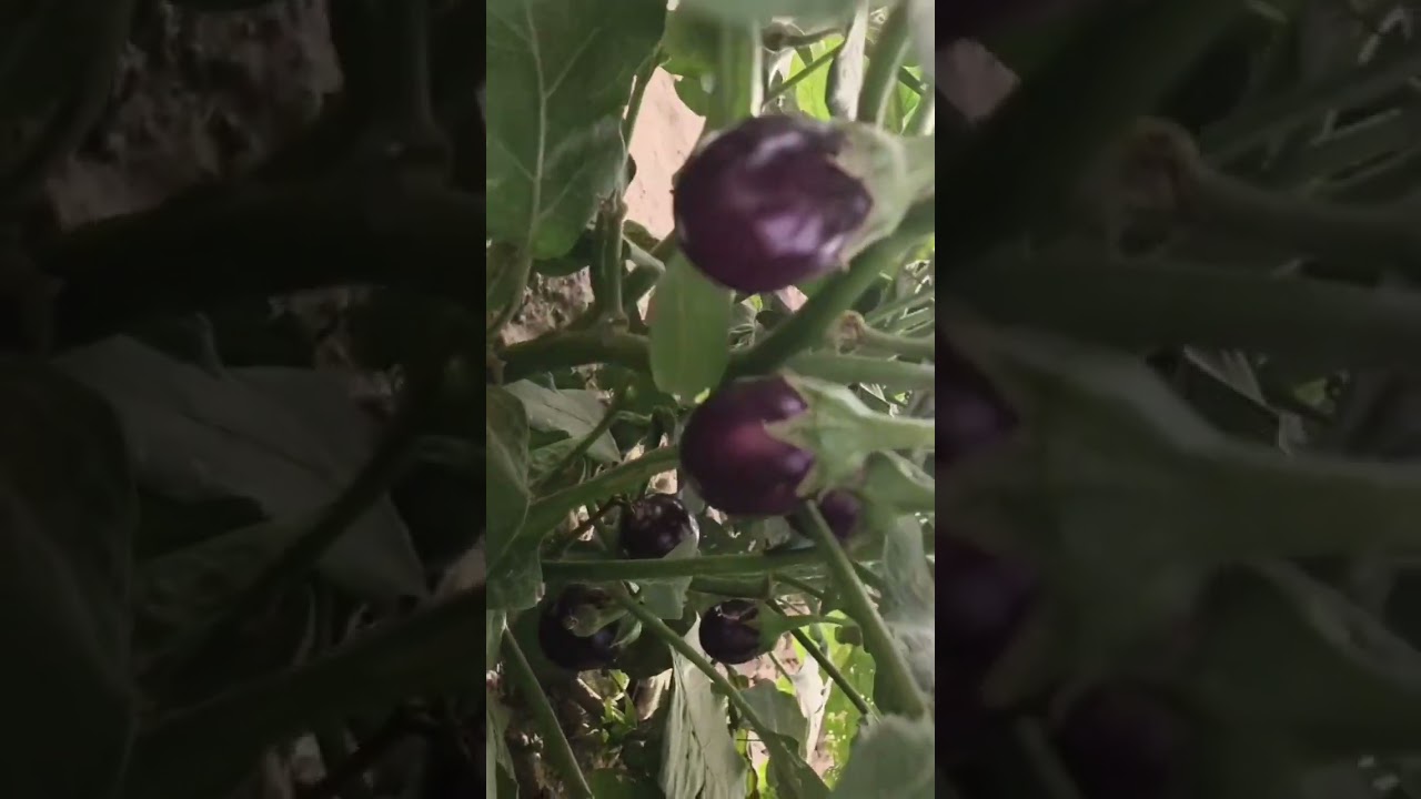 sowing time of eggplant/Brinjal
