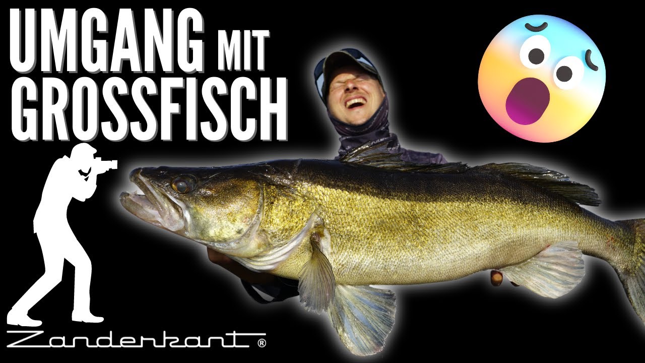 Gro&szlig;e Zander schonend handhaben? So gehts!