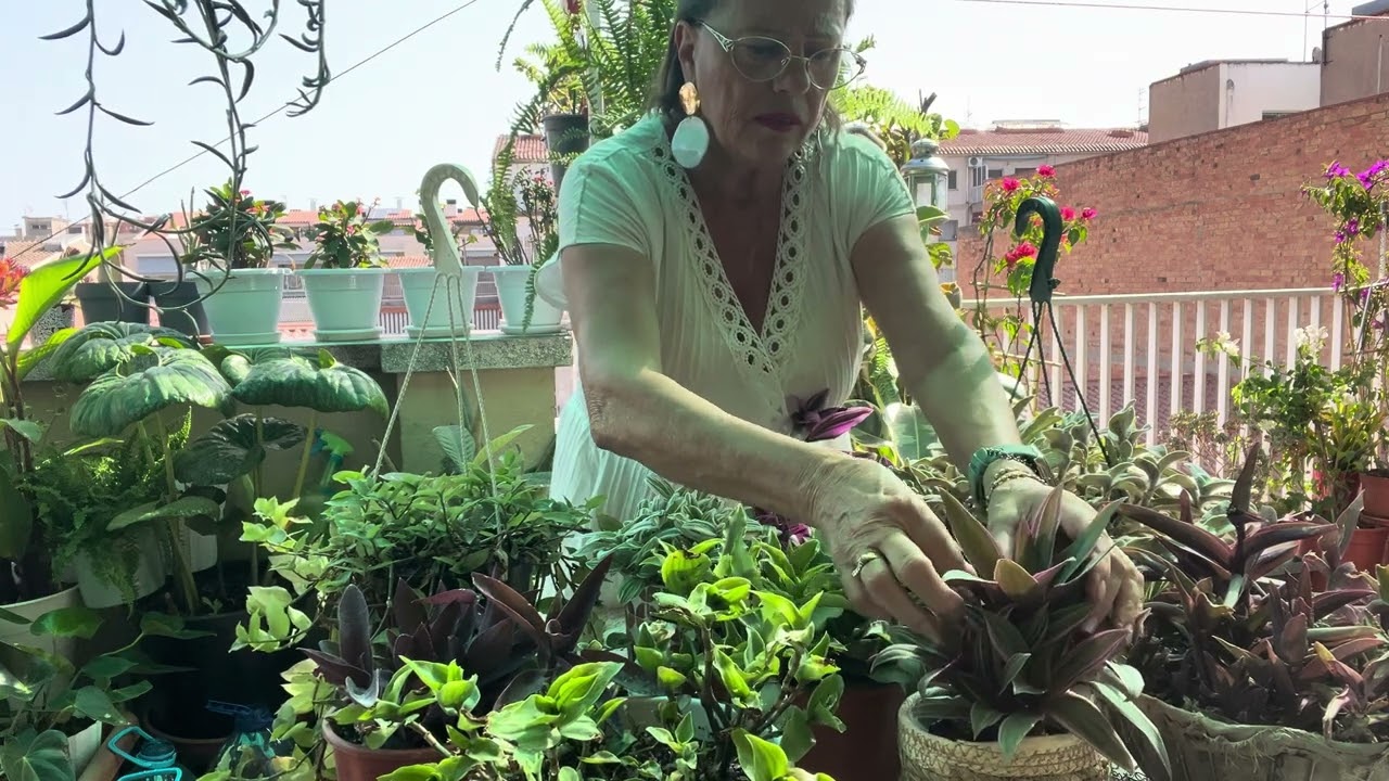 Tradescantia creștere și îngrijire.