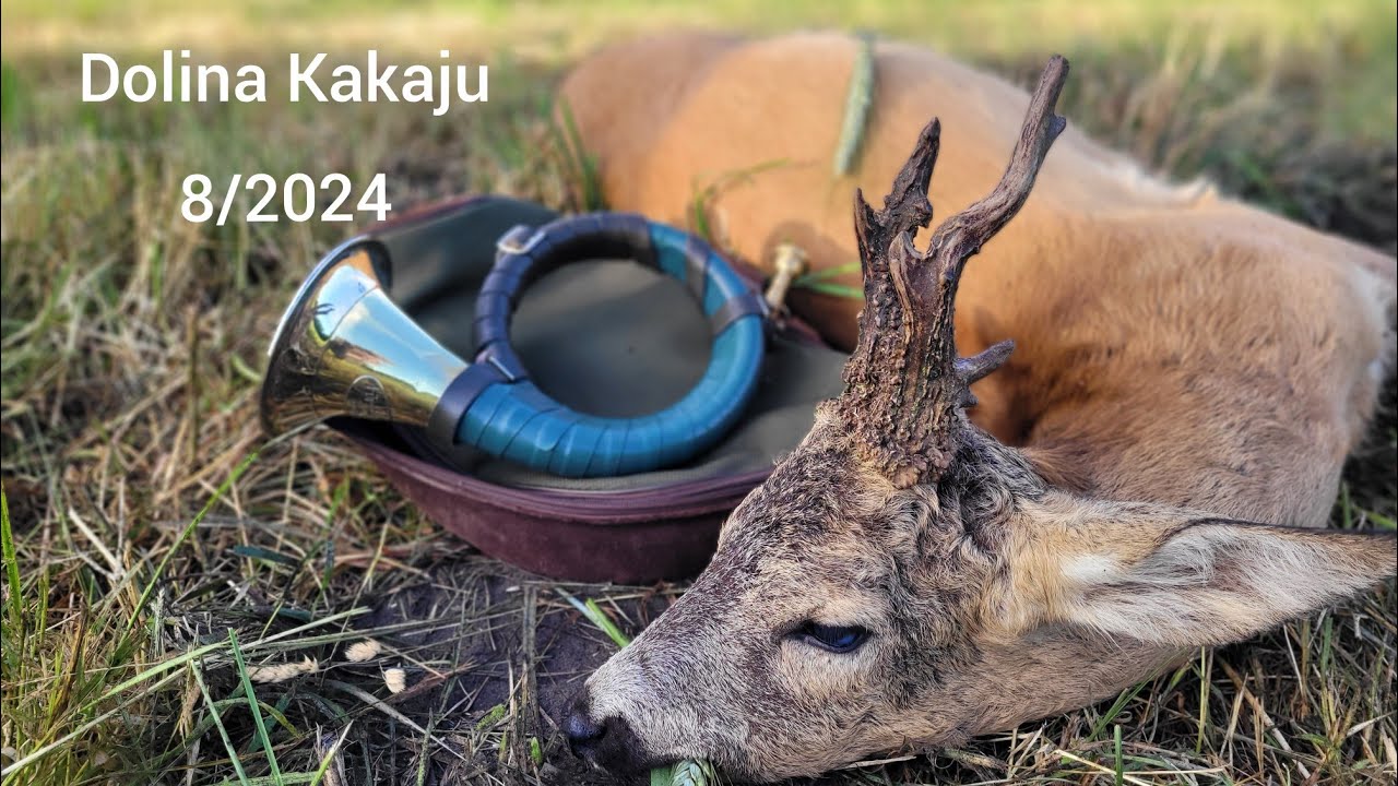 Dolina Kakaju 8/2024. Myłkus -  Awesome roebuck #hunting #roebuck #jagd #deer