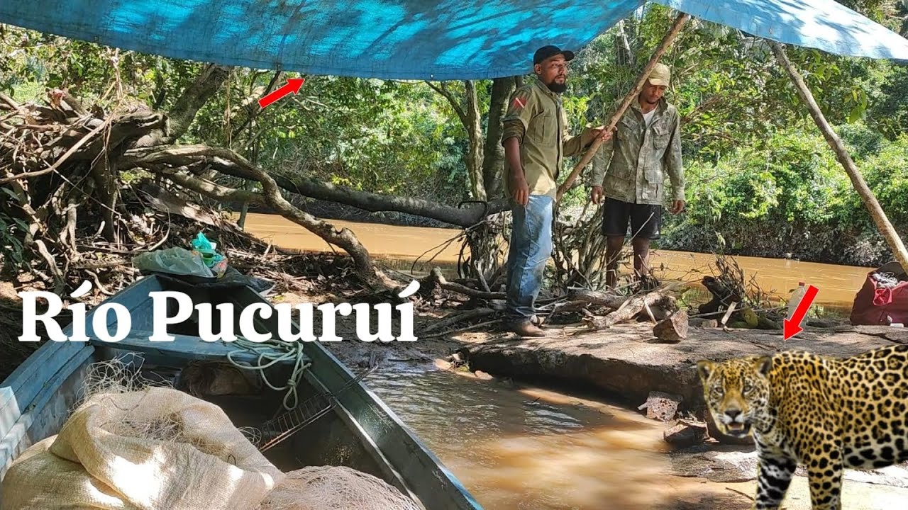 Fiz um ACAMPAMENTO 🏕️ no Rio PUCURUÍ, teve peixe frito, 📸ARARA vermelha, CAPELÃO