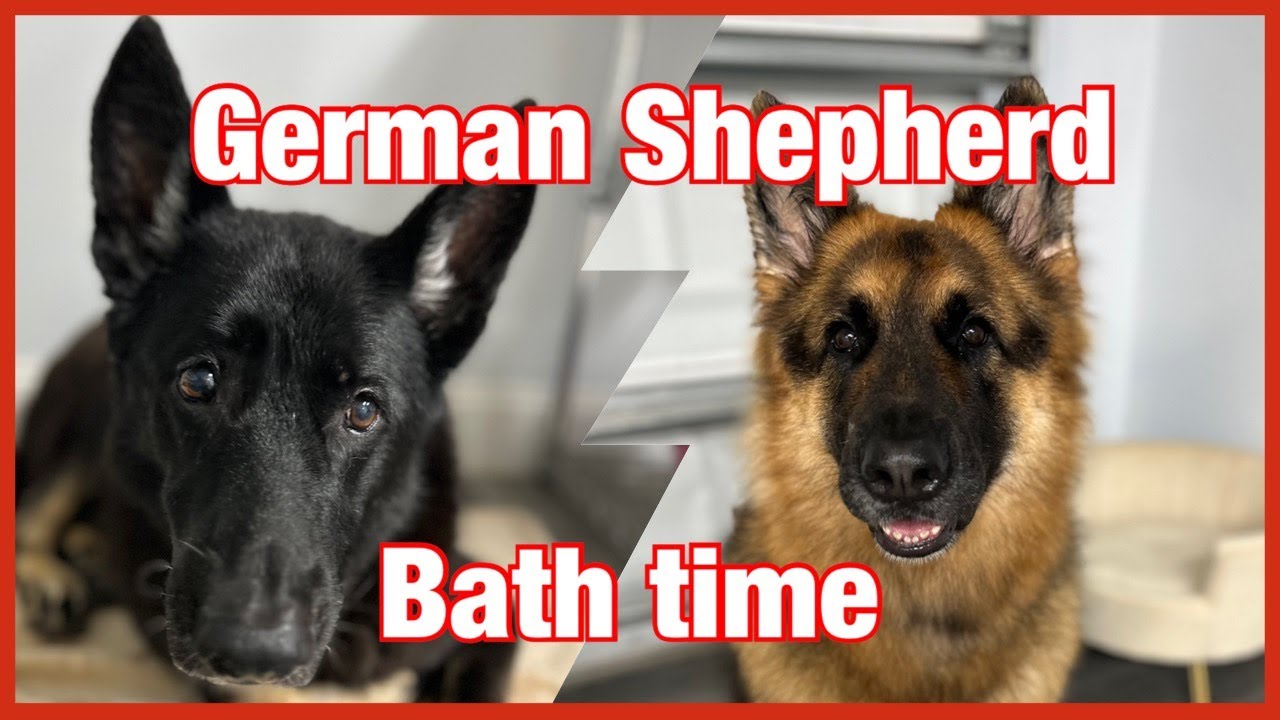 Two big German Shepherds getting a deshedding bath