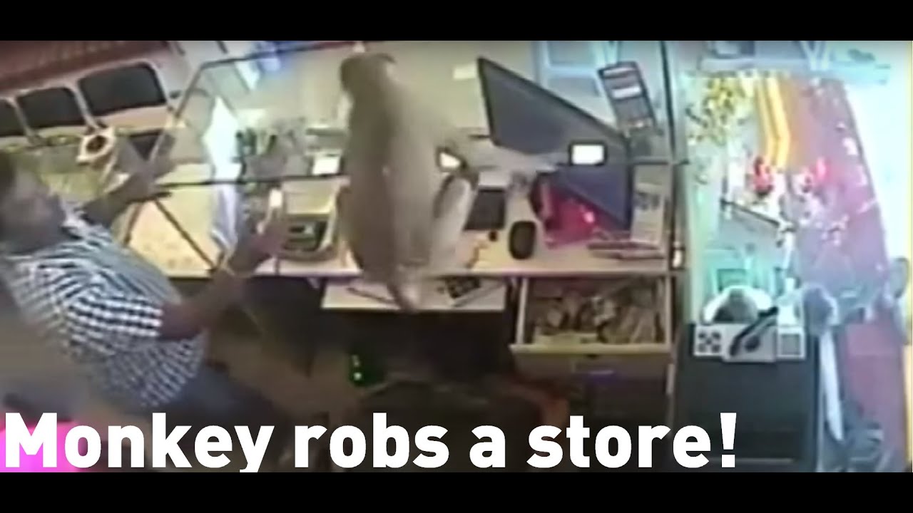 Monkey tricks shopkeeper and robs jewellery store in India!