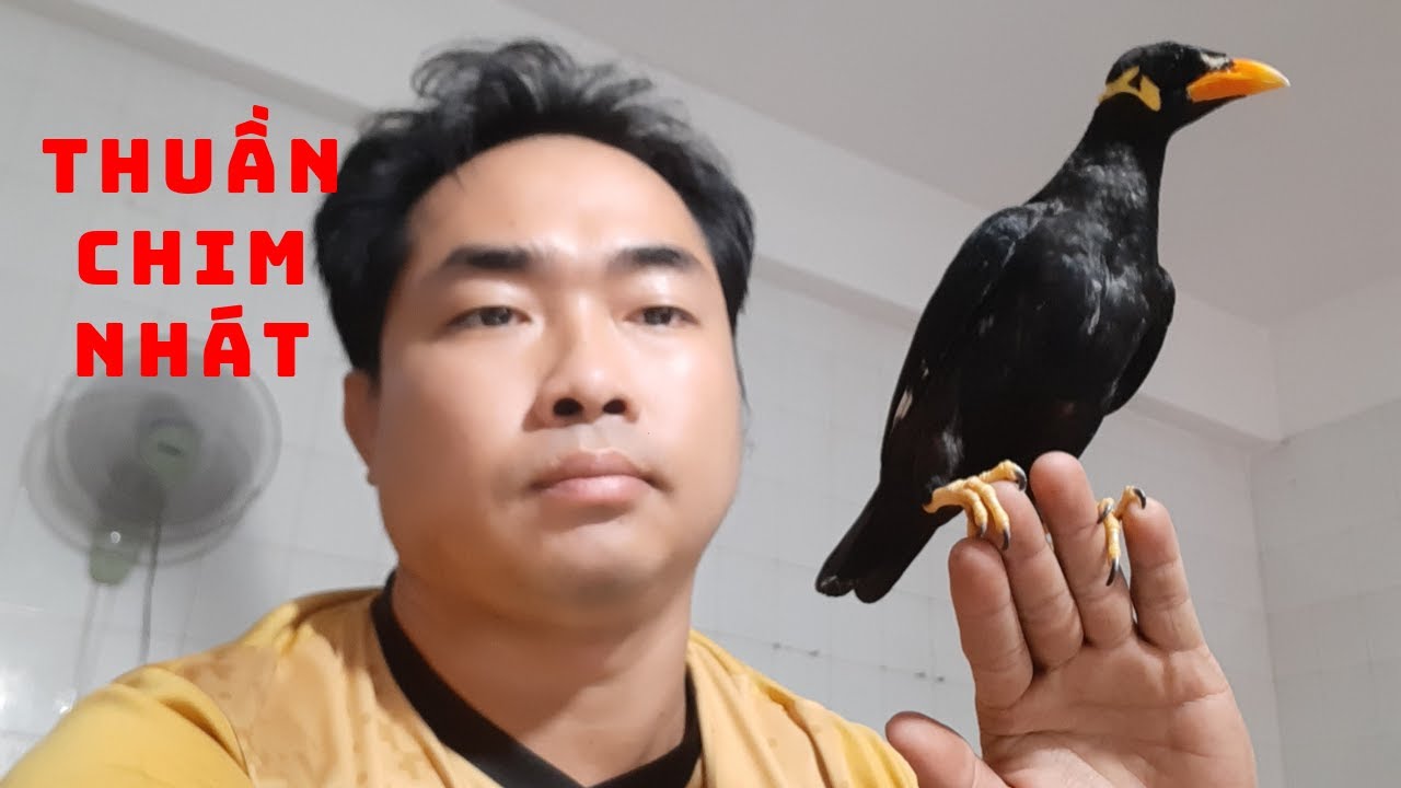 C&aacute;ch đơn giản để thuần h&oacute;a những ch&uacute; chim nh&uacute;t nh&aacute;t II Simple way to tame shy birds@KhiNguyen Vlog