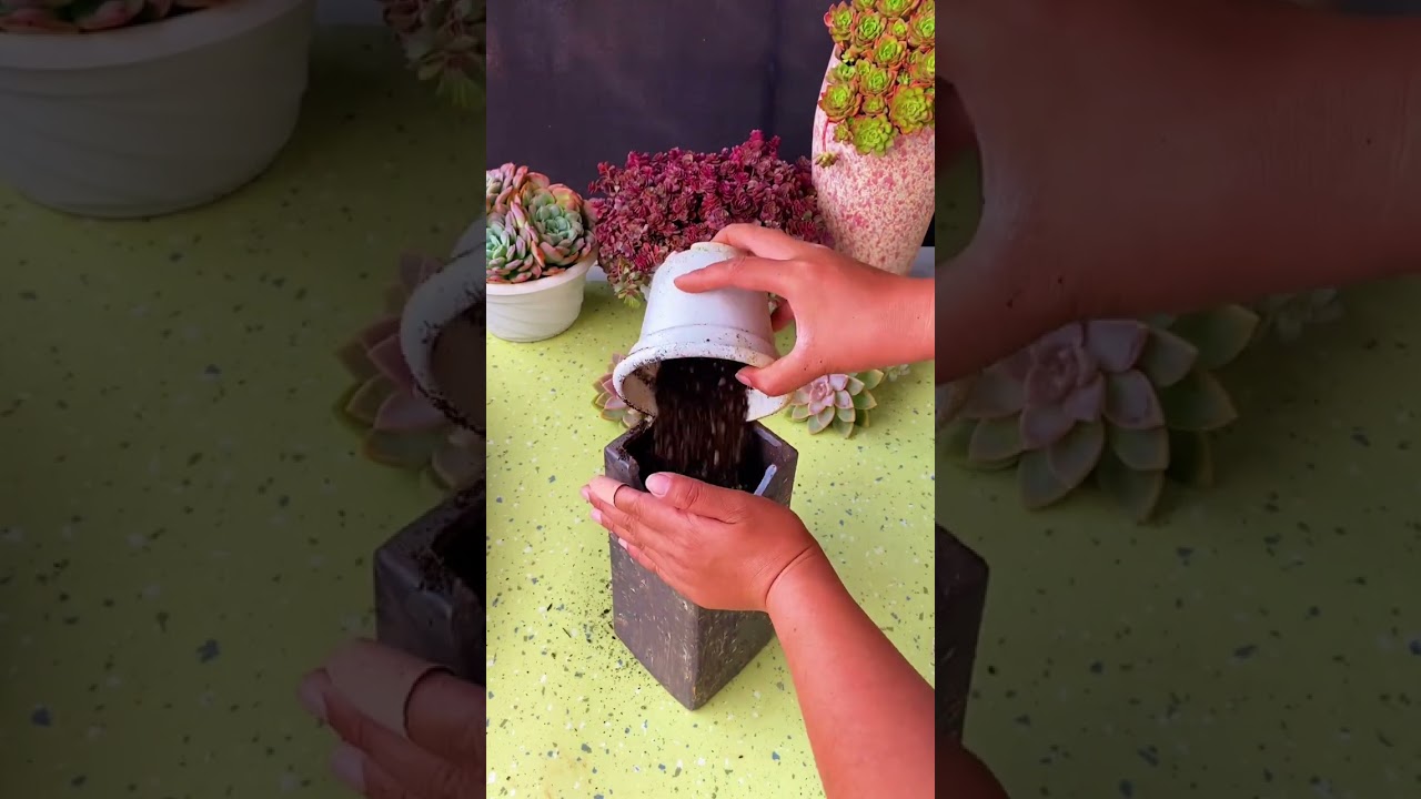 Graptopetalum 'Purple Haze' Cluster 紫雾 #graptopetalum #graptopetalumpurplehaze  | SUCCULENTZONE.COM