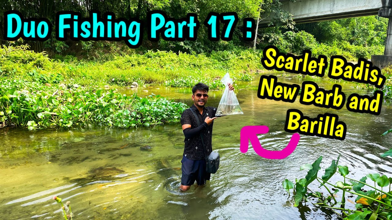 Duo Fishing Part 17 😜: Scarlet Badis🔥, New Species of Barb and Barillas🤗😍 | Fishing in River