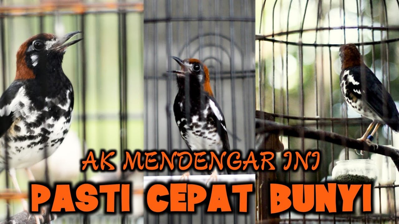 TIGA ANIS KEMBANG NGEPLONG GACOR, UNTUK PANCINGAN ANIS KEMBANG MALAS BUNYI