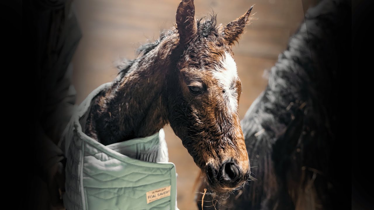 The Birth Of Moose | The GIANT foal