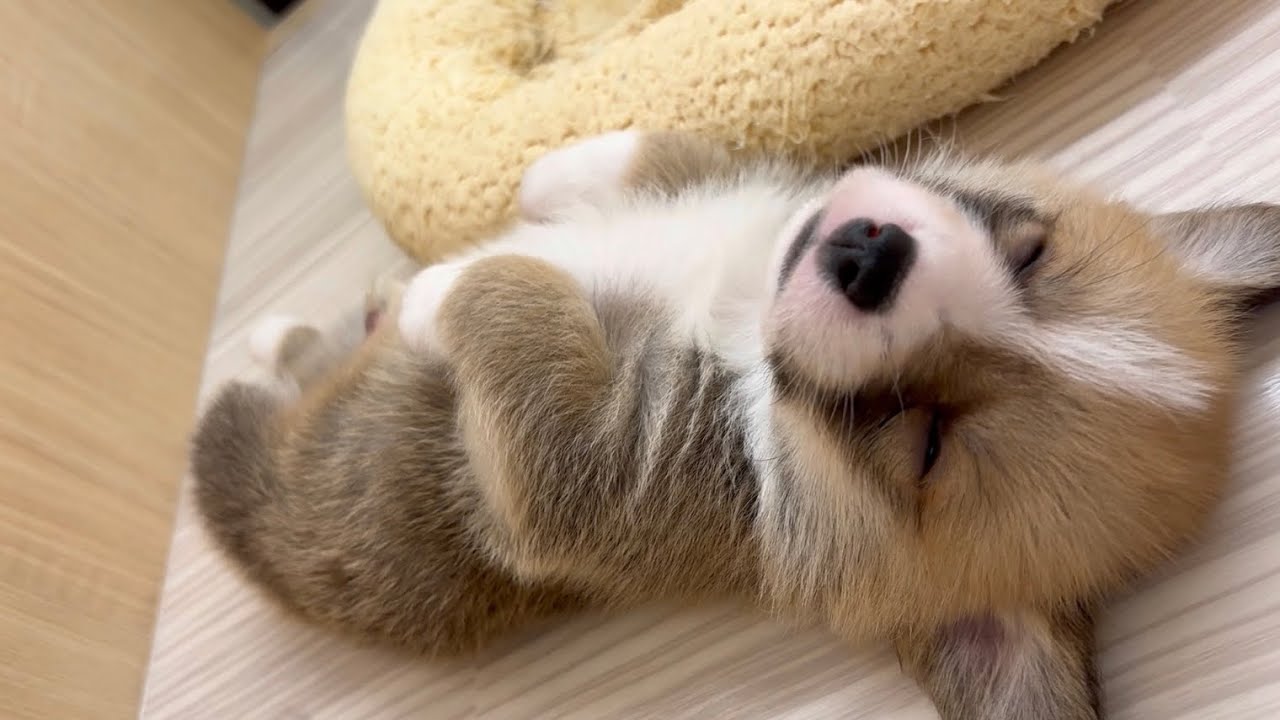 【ペットショップマルワン志村坂下店】入店初日にヘソ天眠り！可愛すぎるコーギーちゃんが仲間入り！
