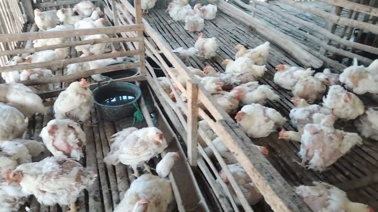 Thank God, the mother chicken has harvested again