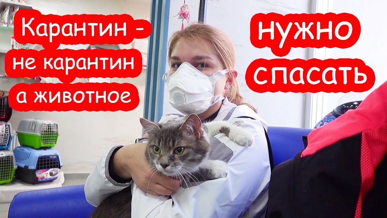 Маха едет на УЗИ. Беременна или нет