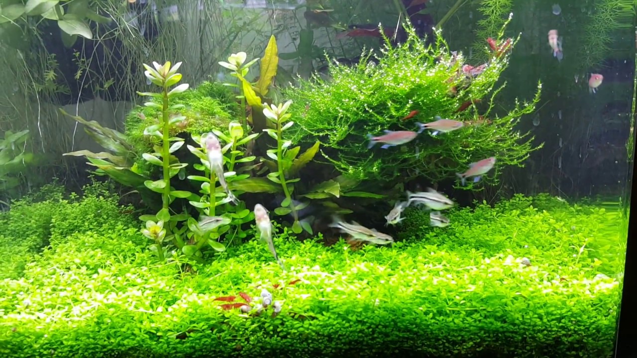 Corydoras pygmaeus & Axelrodia riesei