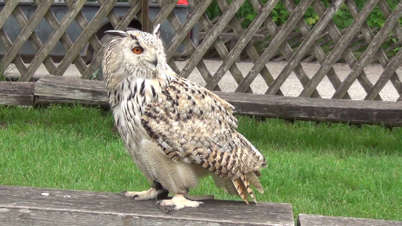 SIBERIAN EAGLE OWL