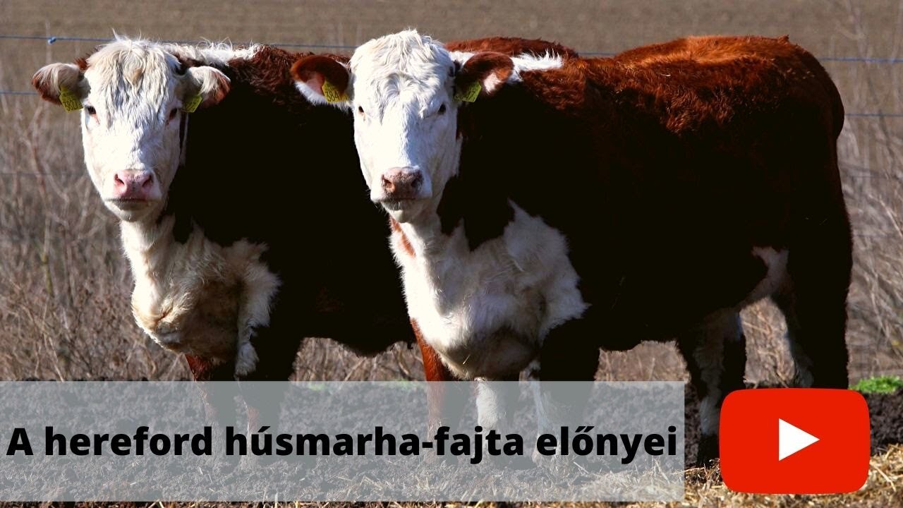 A hereford húsmarha előnyei - Extenzíven tartható, igénytelen, márványozott húsú és jó anya