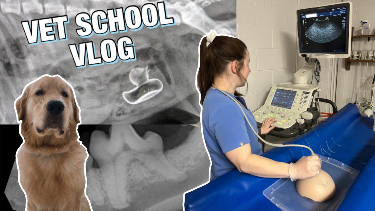 DAY IN THE LIFE OF A VET STUDENT: diagnostic imaging rotation vlog 🦴