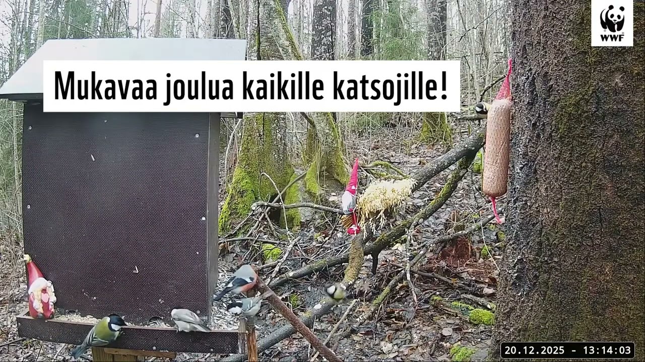 Joulu saapui WWF:n Luontoliven talvilintukameroihin