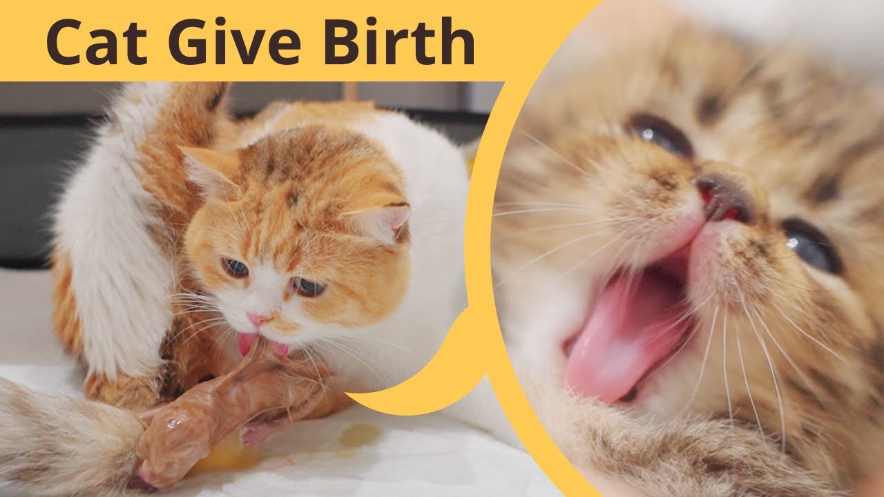 My Cat Giving Birth to 2 Kittens With Complete Different Breed!