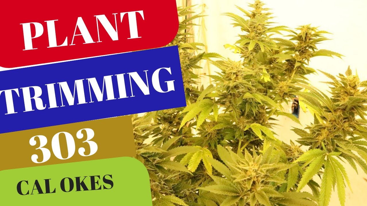 Plant Trimming (303)