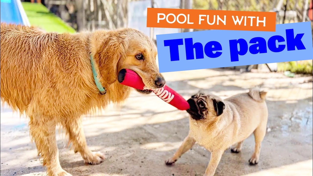 Pool fun with the pack