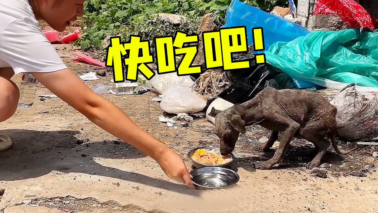 垃圾堆裡的流浪狗餓得只剩皮包骨，長得太嚇人了！幸运的是遇到狗生中的貴人改變命運~【#救助流浪狗 #暖心 #善良 #正能量 #狗狗 #動物 #救援 #感動 #流浪動物 #溫暖 #真實故事 】