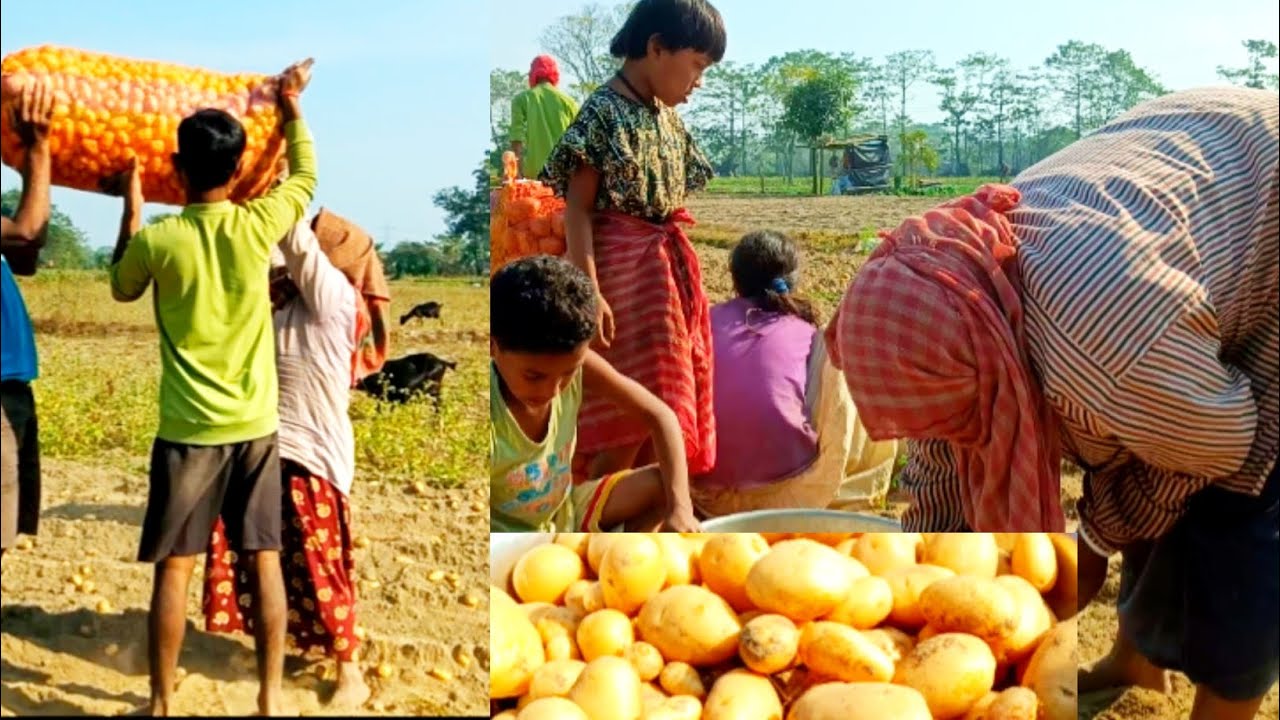 How west bengal farmers harvest Potato 2026