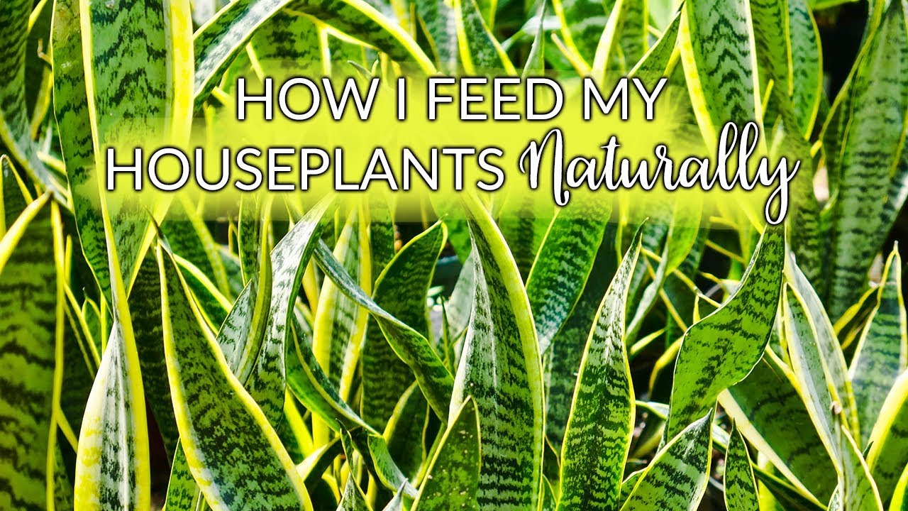 How I Feed My Houseplants Naturally With Worm Compost & Compost / Joy Us garden