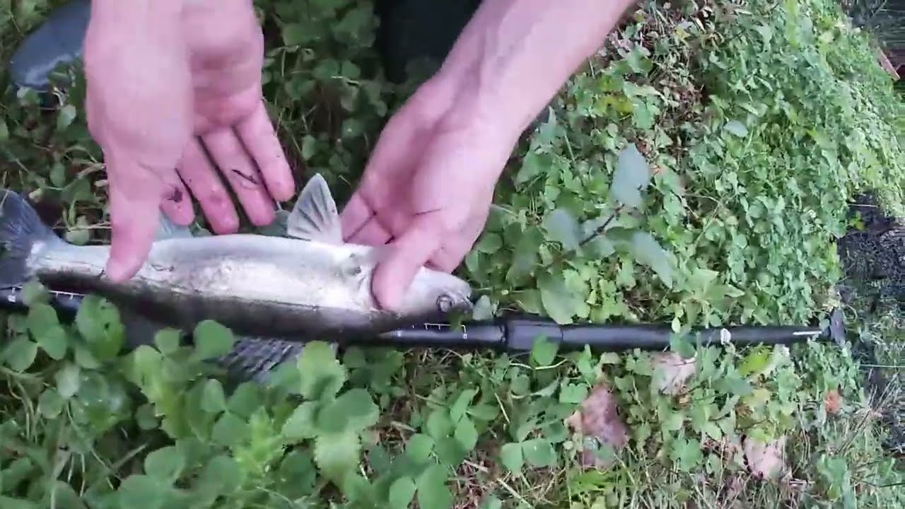 MON PREMIER SANDRE ! PECHE BROCHET , PERCHE , SANDRE au leurre !