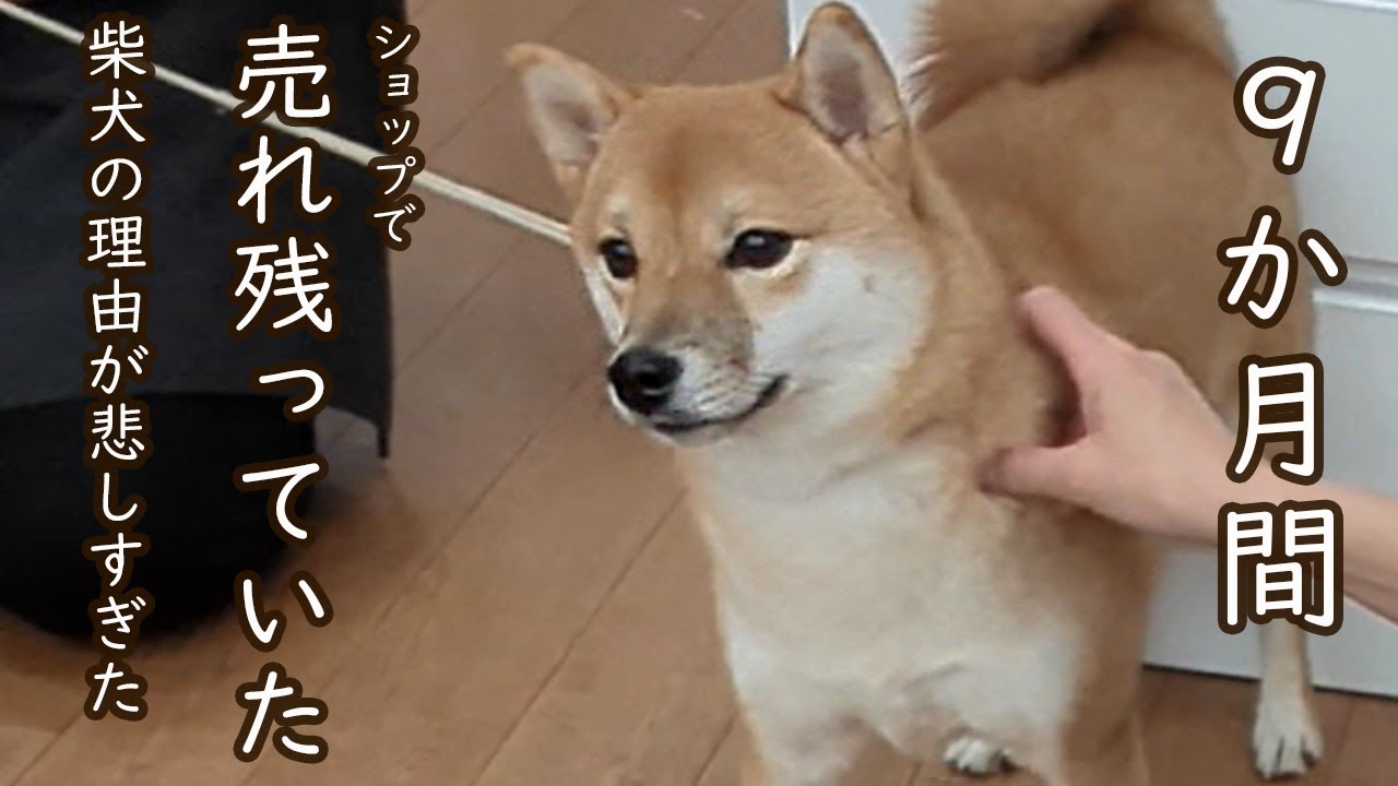 ９か月売れ残っていた柴犬を新しくお迎えしました／柴犬／子犬／お迎え／ショップ売れ残り