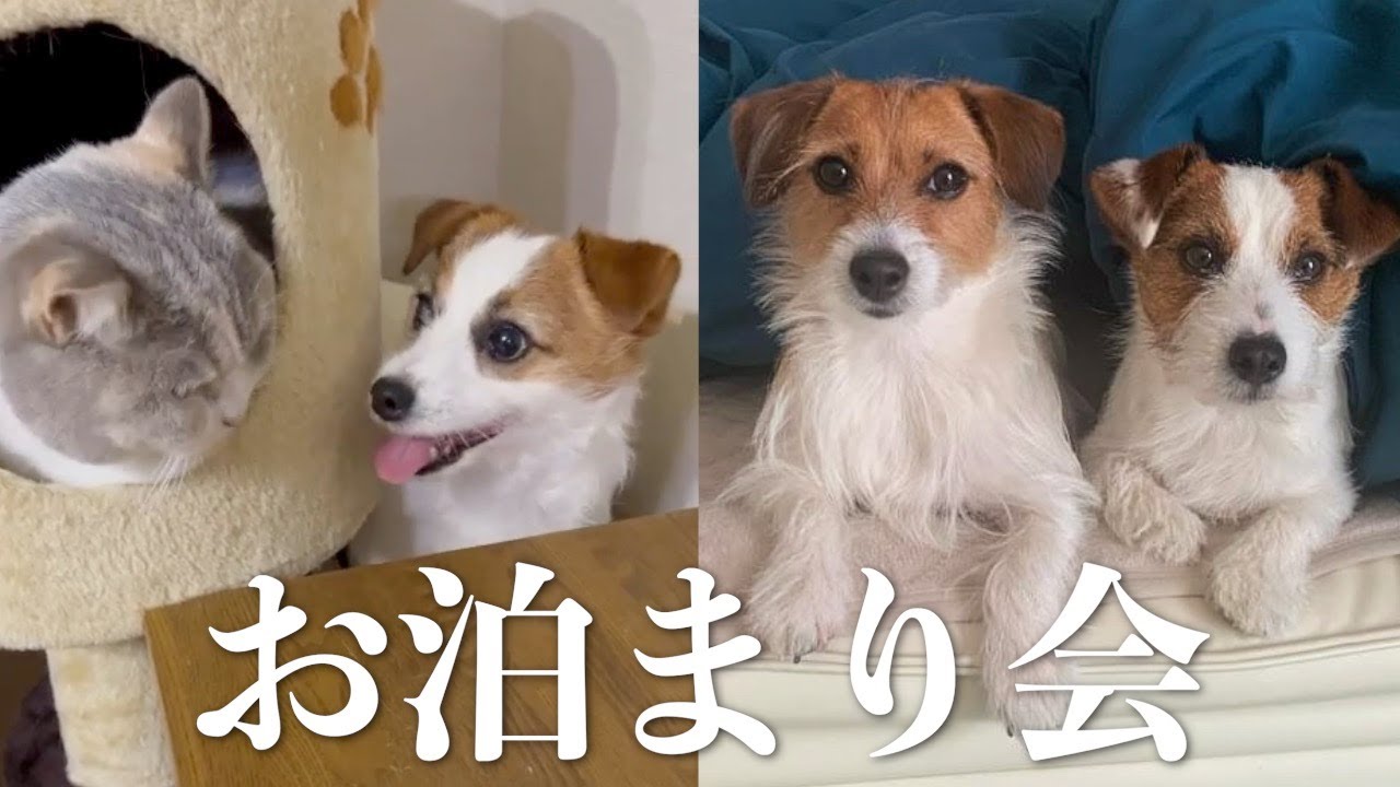 お友達の家にお泊まりしたら猫好きになった犬/ジャックラッセルテリア