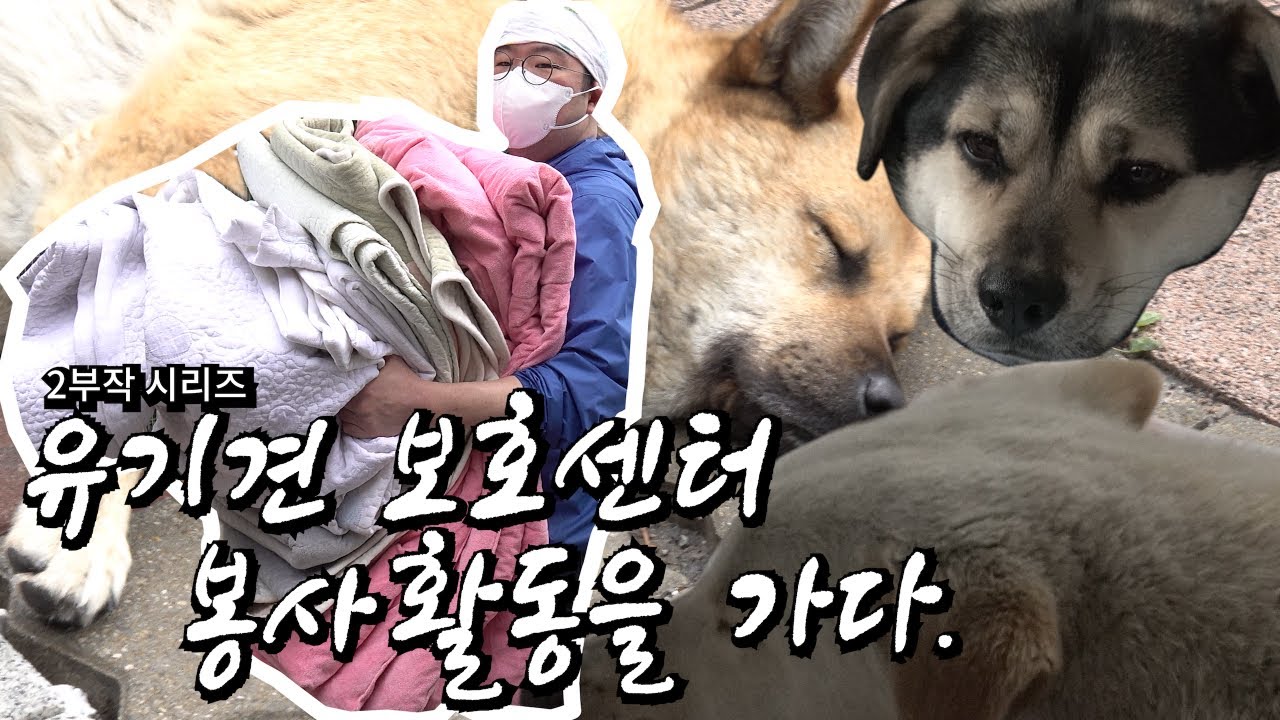 유기견 대모 '배우 이용녀' 선생님의 유기견 보호소에 봉사활동 다녀왔습니다.