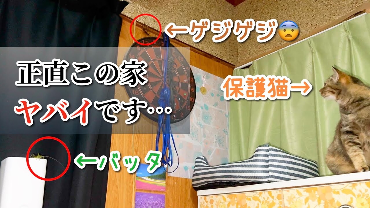 ギャー😱ゲジゲジ‼️保護猫と夏の天敵が対面した結果…