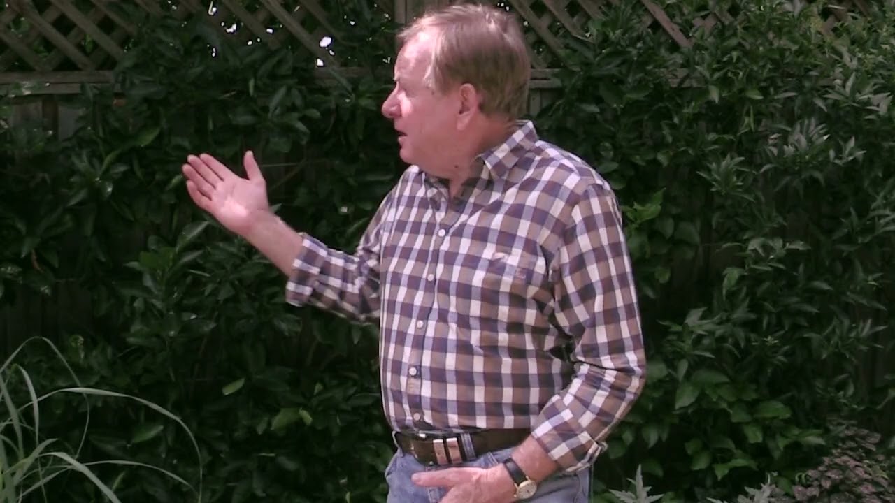 Citrus Leafminer