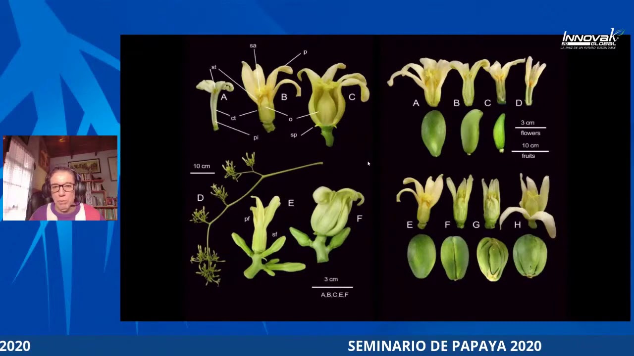 Seminario Papaya 2020