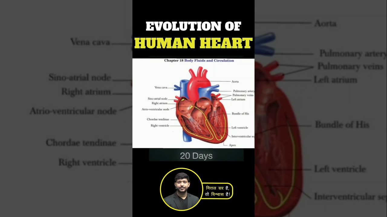 Evolution of Human Heart in the Womb | #neetnexttopper #mittalsir #mittalsirbiology