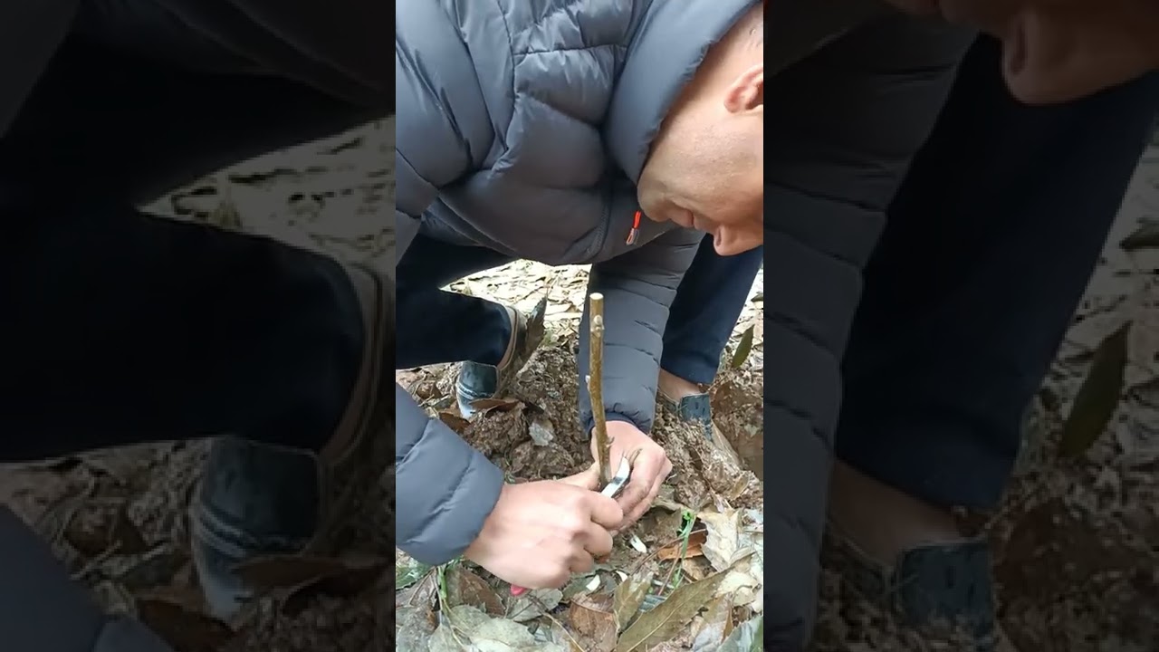 Walnut Grafting !! How to graft walnut. By Sunil Singh (Himalayan organic walnut farm Kishtwar)