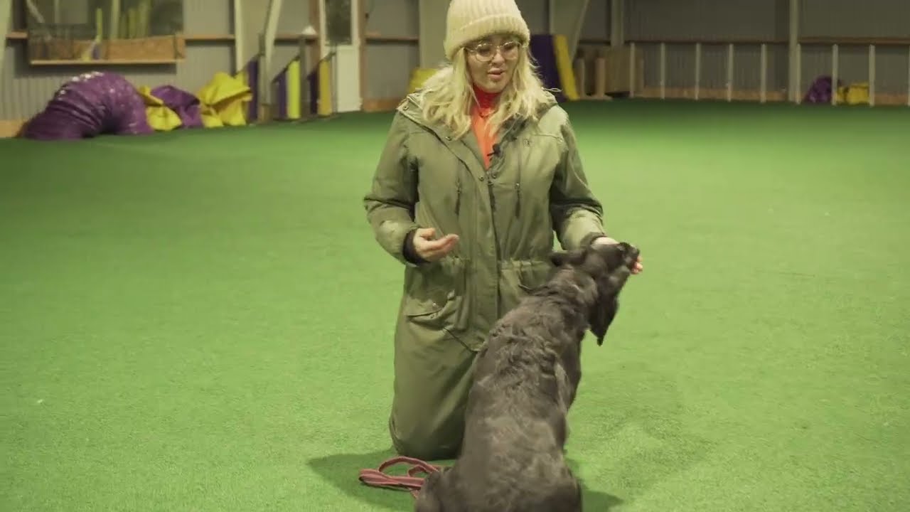 Hvorfor berøring i hundetræningen er så vigtig🐕❤️