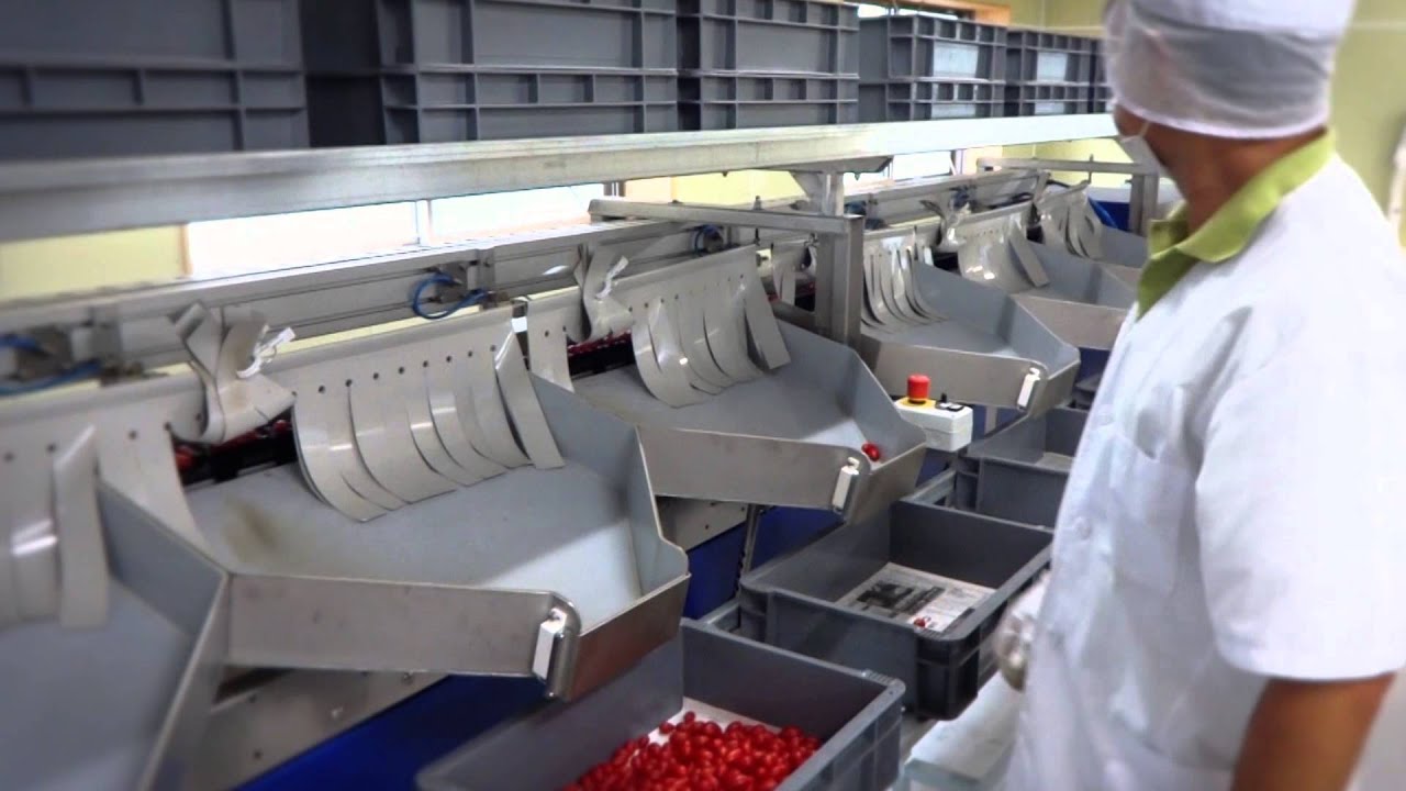 Linea di lavorazione e calibratura per Pomodorini Rubin - UNITEC