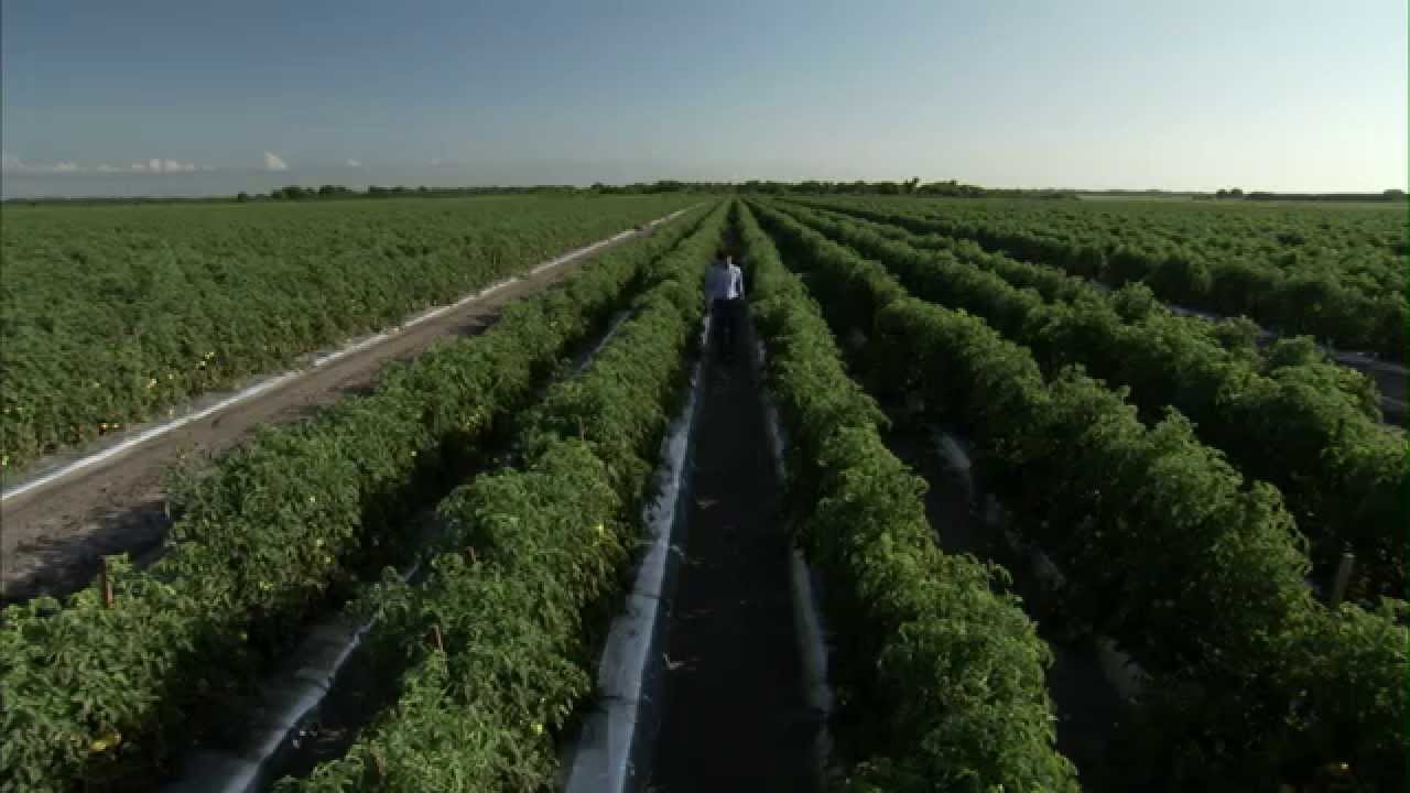 Tomatoes, Round - Growing