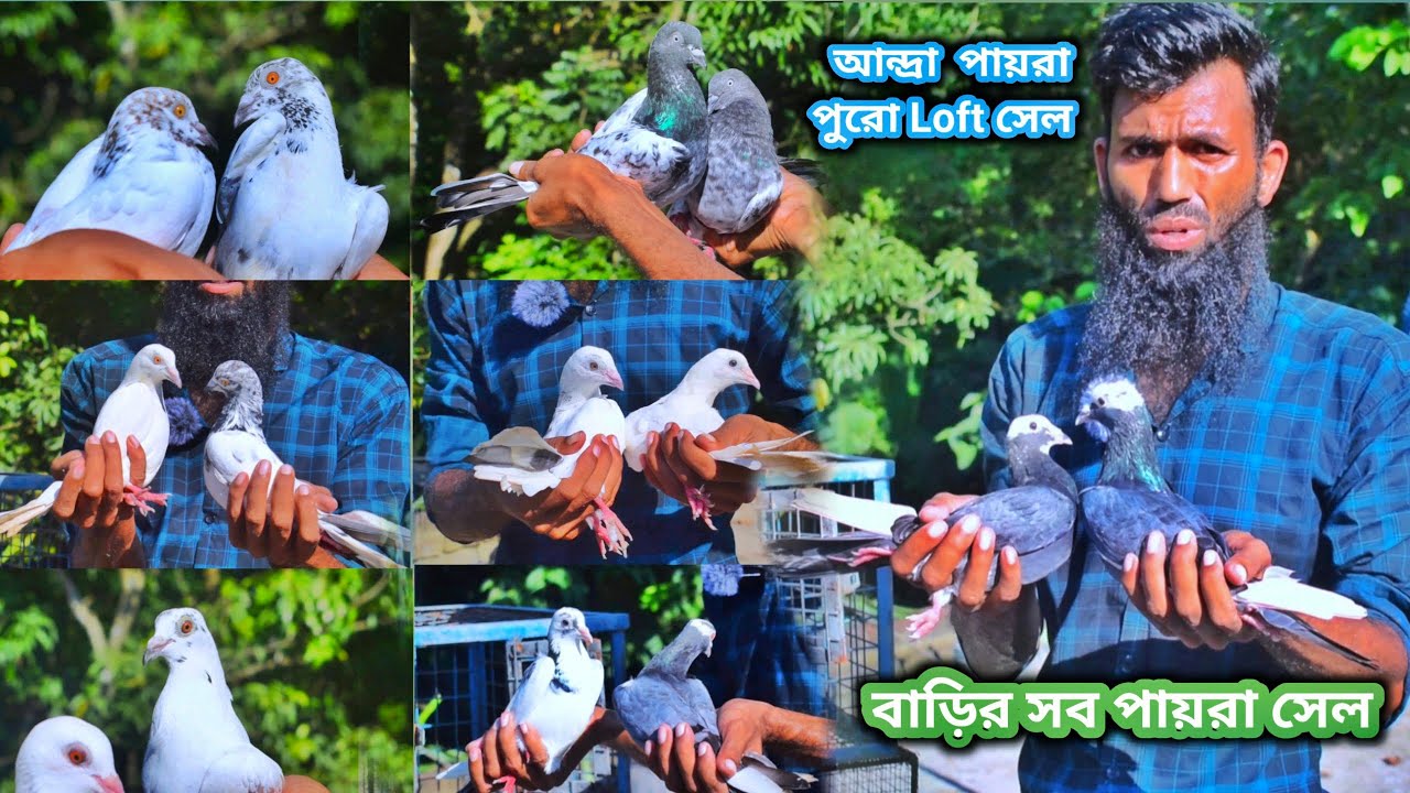 Andhra pigeon sale in kolkata 🔥|| আন্দ্রা পায়রা পুরো Loft sale|গিরিবাজ পায়রা সেল @dspigeon519 